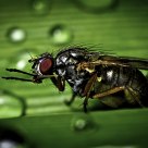 Mother Fly